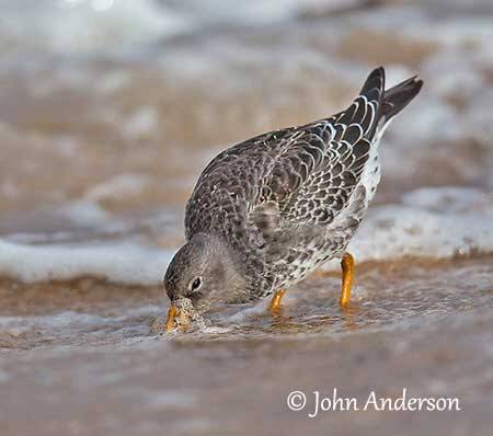 John Anderson, https://www.pbase.com/crail_birder